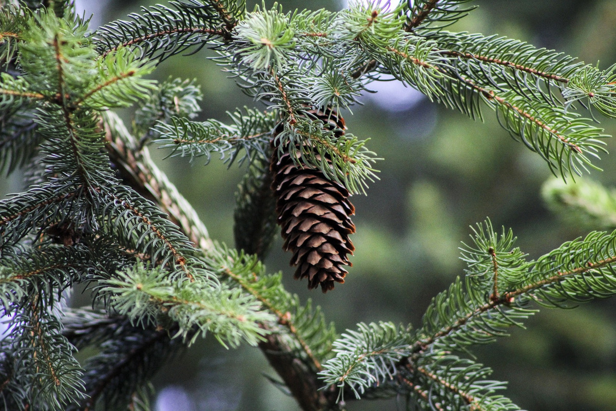 Norges nasjonalparkkommuner ønsker alle en riktig god jul!