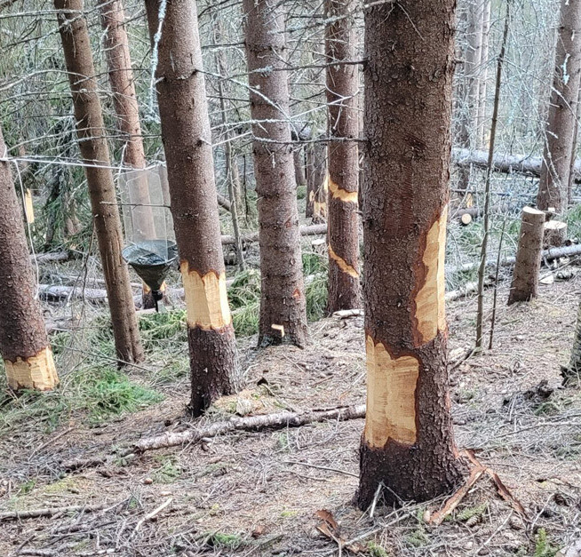 Ringbarket gran i Junkerdal verneområde vil etter hvert gi plass for andre vekster. Foto: Statens naturoppsyn.